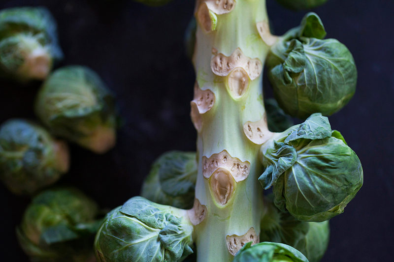 Brussels sprouts on the stalk. Food photography by cookbook author Jackie Alpers for Glamour Magazine.