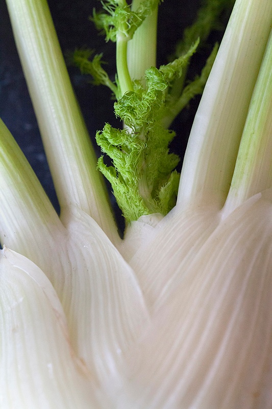 food photography of a fresh bulb of fennel with the leaves and stalk - vegetable