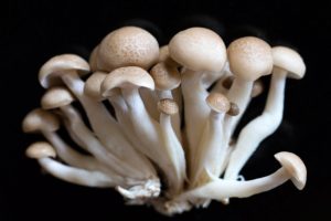 beech mushrooms photo on black